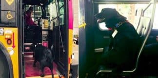 Essa cadela pega o ônibus sozinha todos os dias para brincar no parque (e também paga a passagem)