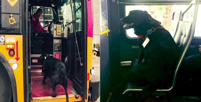 Essa cadela pega o ônibus sozinha todos os dias para brincar no parque (e também paga a passagem)