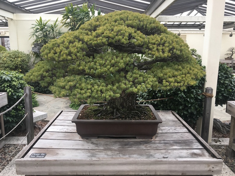 pensarcontemporaneo.com - Árvore de bonsai de 391 anos sobrevive aos bombardeios de Hiroshima e continua crescendo