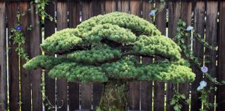 Árvore de bonsai de 391 anos sobrevive aos bombardeios de Hiroshima e continua crescendo