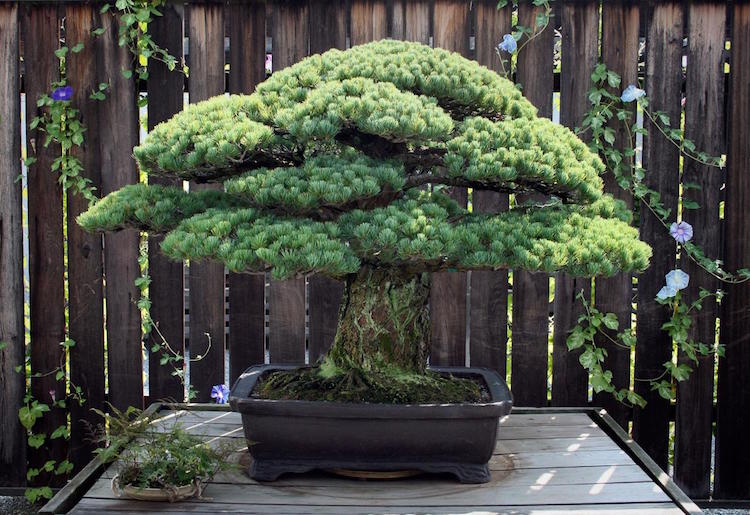 Árvore de bonsai de 391 anos sobrevive aos bombardeios de Hiroshima e continua crescendo