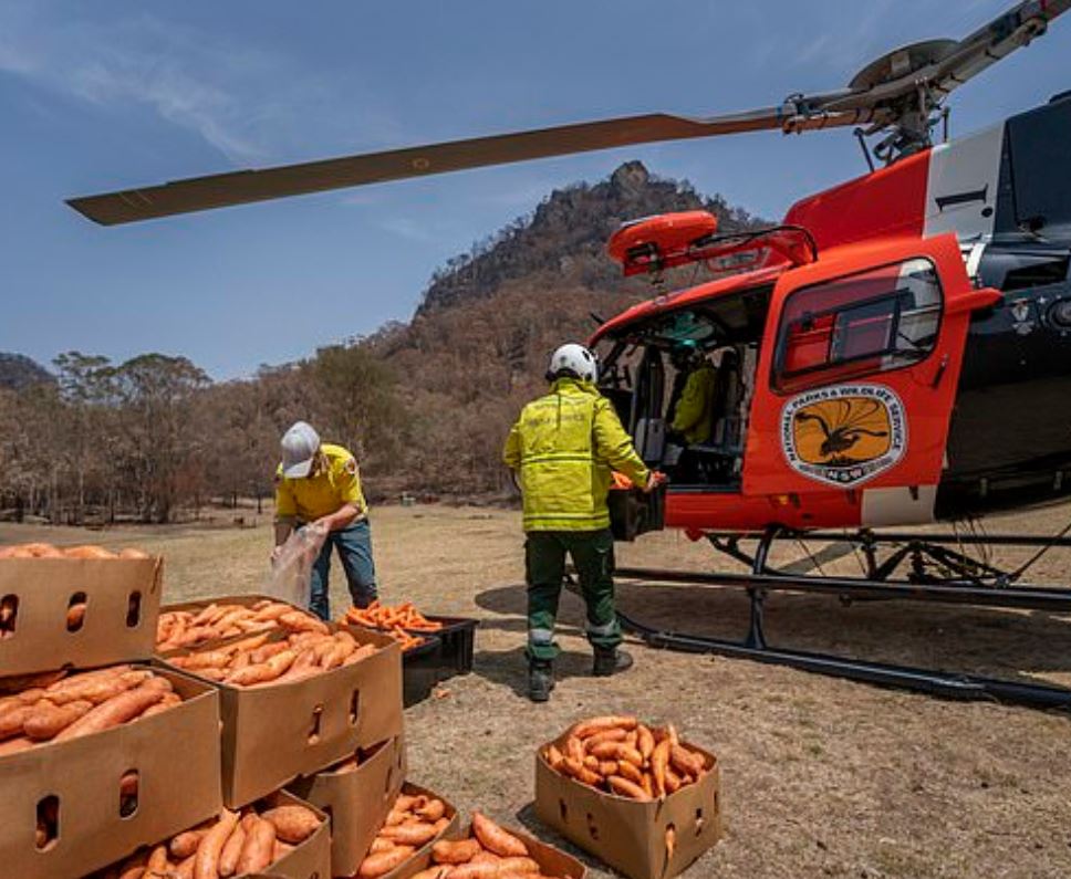 pensarcontemporaneo.com - Aviões jogam milhares de quilos de cenoura e batata para animais famintos