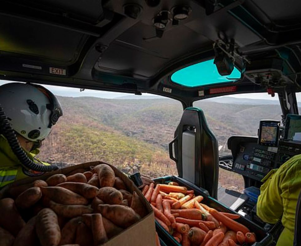pensarcontemporaneo.com - Aviões jogam milhares de quilos de cenoura e batata para animais famintos