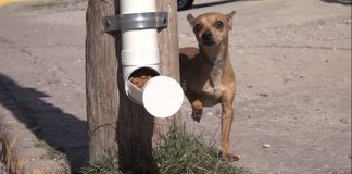 Cidade mexicana dá exemplo e apresenta programa para melhorar a vida dos cães de rua