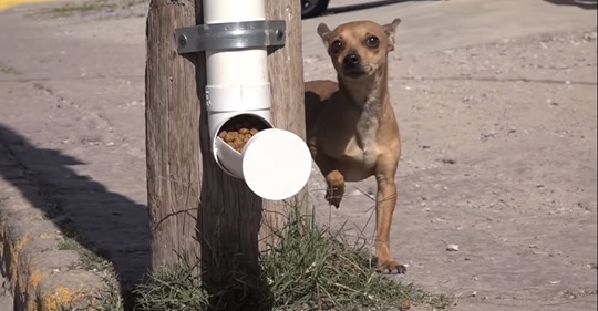 Cidade mexicana dá exemplo e apresenta programa para melhorar a vida dos cães de rua