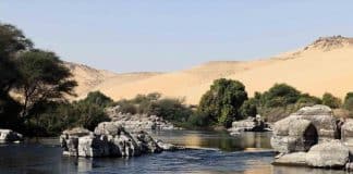 Cientistas usam água de esgoto reciclada para cultivar uma floresta no meio do deserto