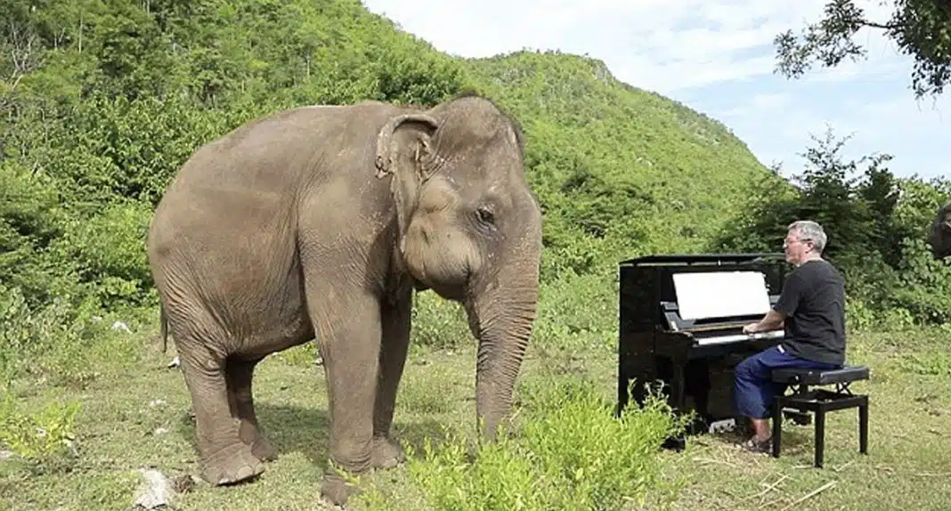 Elefante cego dança sempre que pianista toca sua música favorita
