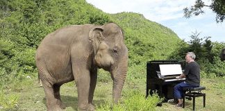 Elefante cego dança sempre que pianista toca sua música favorita