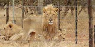250 leões famintos descobertos em uma fazenda de caça de troféus na África do Sul