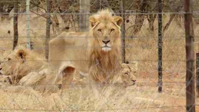 pensarcontemporaneo.com - 250 leões famintos descobertos em uma fazenda de caça de troféus na África do Sul