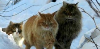 Gatos noruegueses da floresta, os animais de estimação dos Vikings
