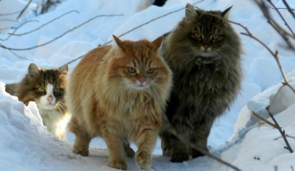 Gatos noruegueses da floresta, os animais de estimação dos Vikings