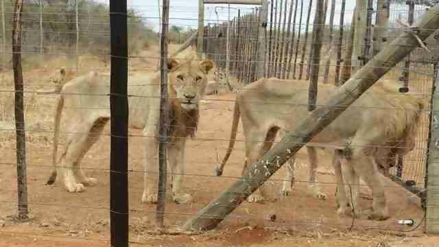 pensarcontemporaneo.com - 250 leões famintos descobertos em uma fazenda de caça de troféus na África do Sul