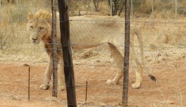 pensarcontemporaneo.com - 250 leões famintos descobertos em uma fazenda de caça de troféus na África do Sul