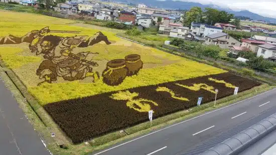 pensarcontemporaneo.com - Agricultores japoneses plantam cepas específicas de arroz para cultivar campos coloridos