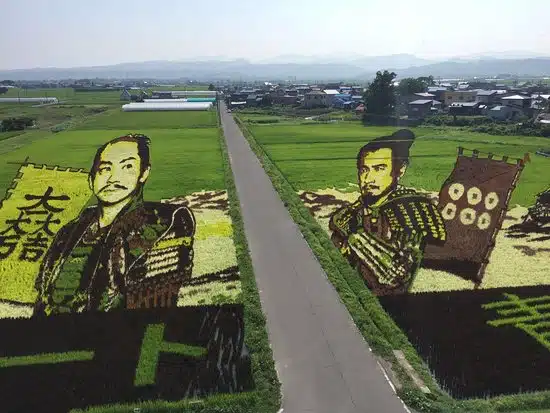 pensarcontemporaneo.com - Agricultores japoneses plantam cepas específicas de arroz para cultivar campos coloridos