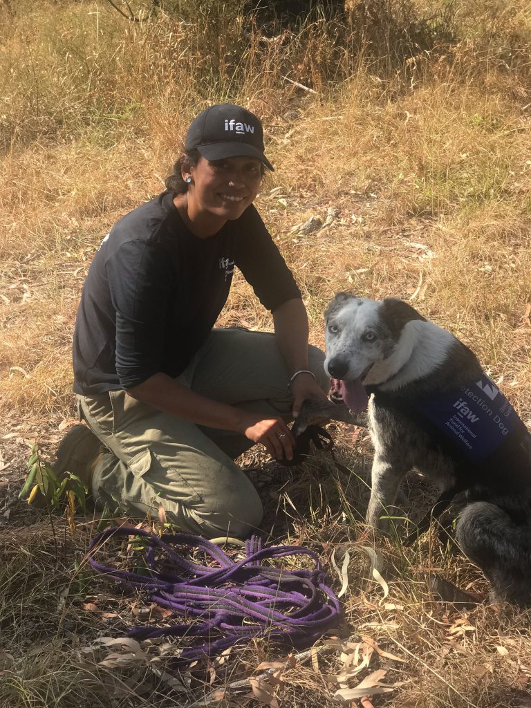 pensarcontemporaneo.com - Bear, o cão que está farejando e salvando coalas feridos nos incêndios da Austrália