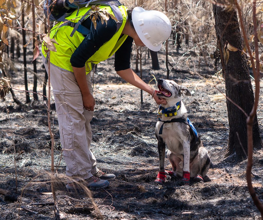 pensarcontemporaneo.com - Bear, o cão que está farejando e salvando coalas feridos nos incêndios da Austrália