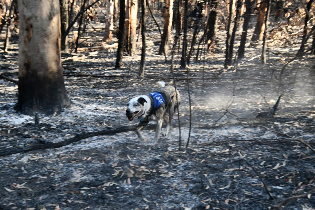 Bear, o cão que está farejando e salvando coalas feridos nos incêndios da Austrália