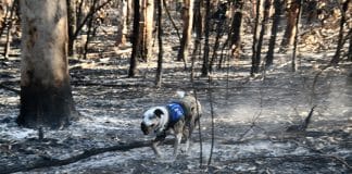 Bear, o cão que está farejando e salvando coalas feridos nos incêndios da Austrália