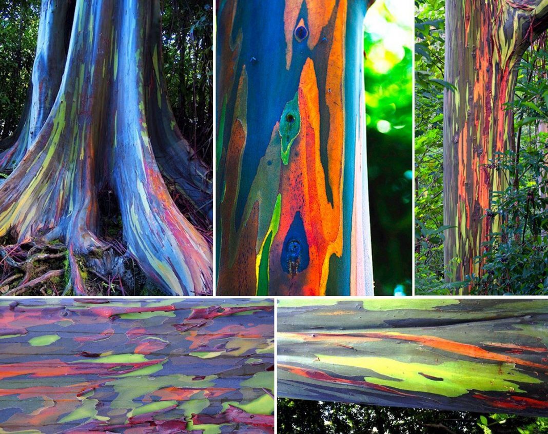 Eucalipto arco-íris: uma das árvores mais bonitas do mundo