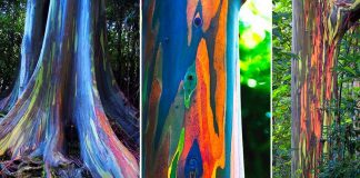 Eucalipto arco-íris: uma das árvores mais bonitas do mundo