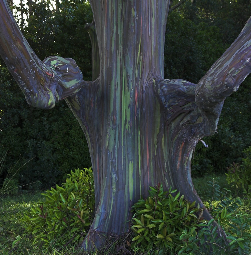 pensarcontemporaneo.com - Eucalipto arco-íris: uma das árvores mais bonitas do mundo