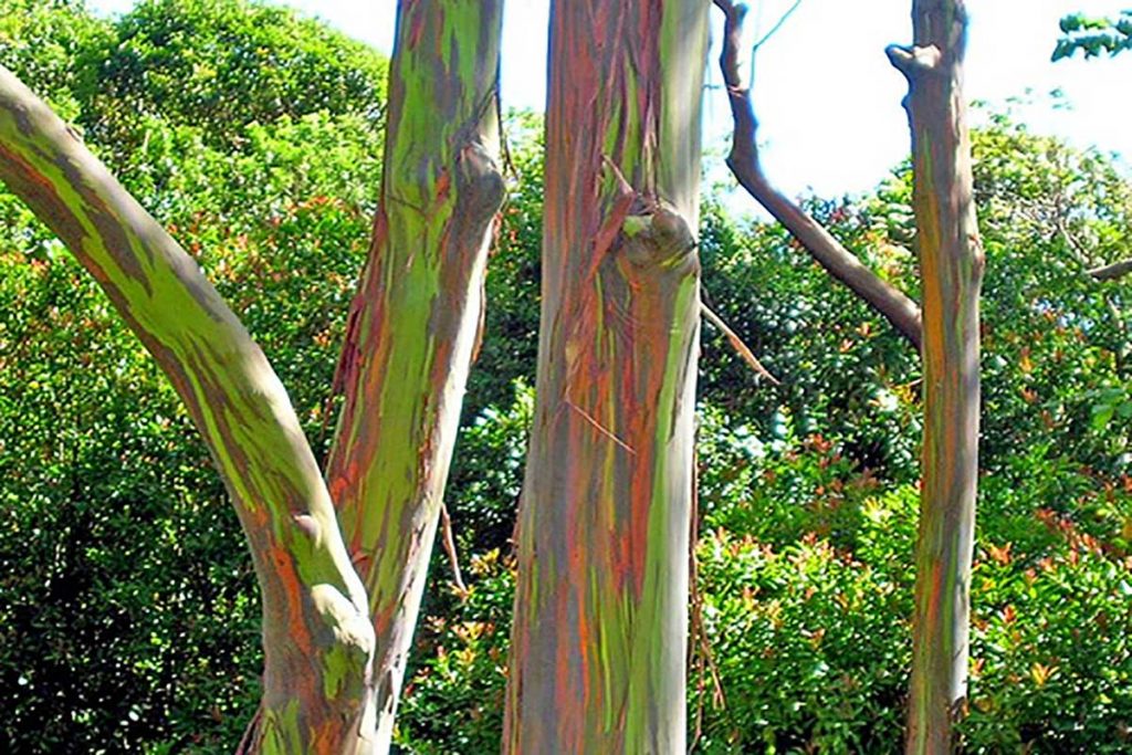pensarcontemporaneo.com - Eucalipto arco-íris: uma das árvores mais bonitas do mundo