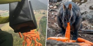 Aviões jogam milhares de quilos de cenoura e batata para animais famintos