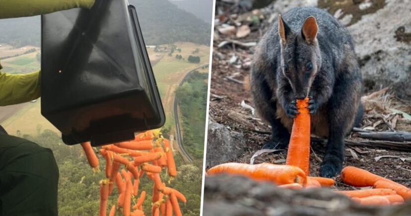 Aviões jogam milhares de quilos de cenoura e batata para animais famintos