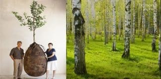 Casulos de enterro orgânico visam substituir caixões e transformar túmulos em árvores
