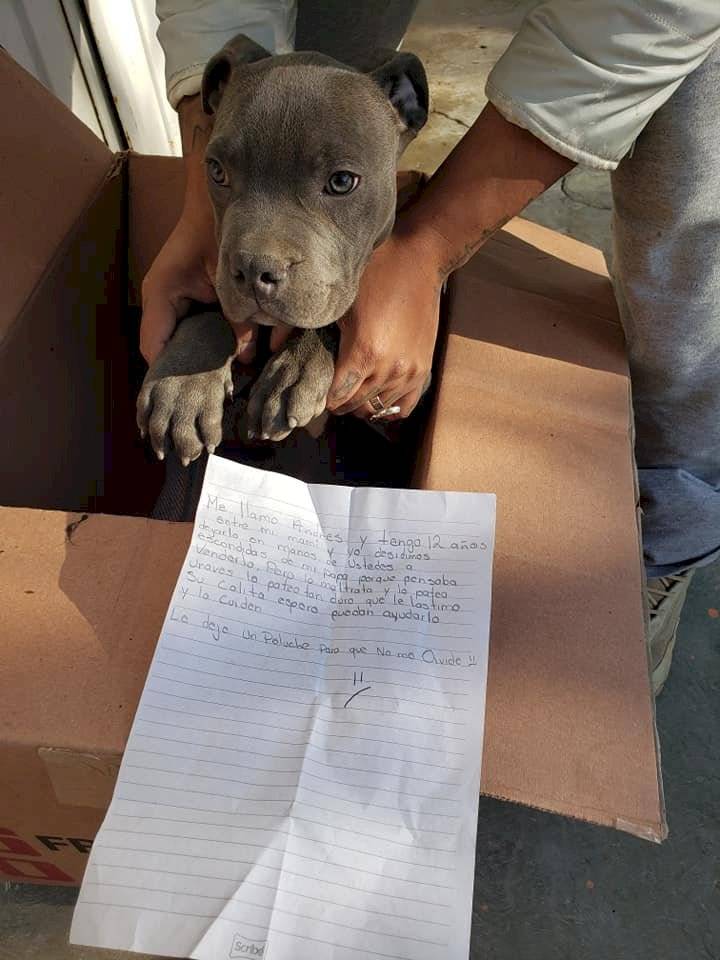 pensarcontemporaneo.com - Menino abandona cachorro em abrigo para protegê-lo do pai e carta comove as redes sociais