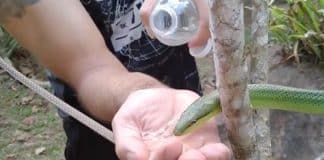 Ele encontrou uma cobra com sede e deu-lhe água em sua própria mão | assista