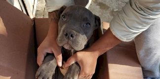 Menino abandona cachorro em abrigo para protegê-lo do pai e carta comove as redes sociais