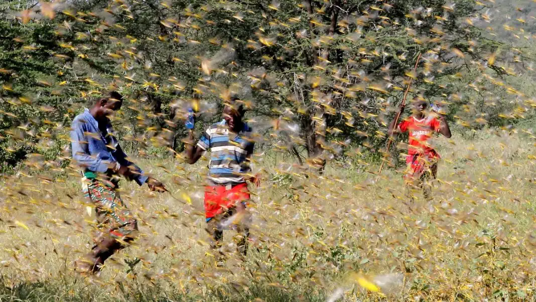 Na África, a invasão de gafanhotos é realmente assustadora. A população sem comida está comendo os insetos