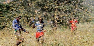 Na África, a invasão de gafanhotos é realmente assustadora. A população sem comida está comendo os insetos