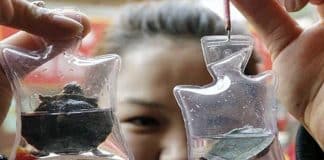 Animais presos vivos em bugigangas são vendidos por um dólar na China
