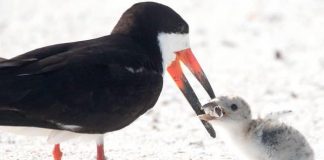 Mãe pássaro alimenta seu filhote com uma bituca de cigarro. A imagem símbolo da nossa poluição