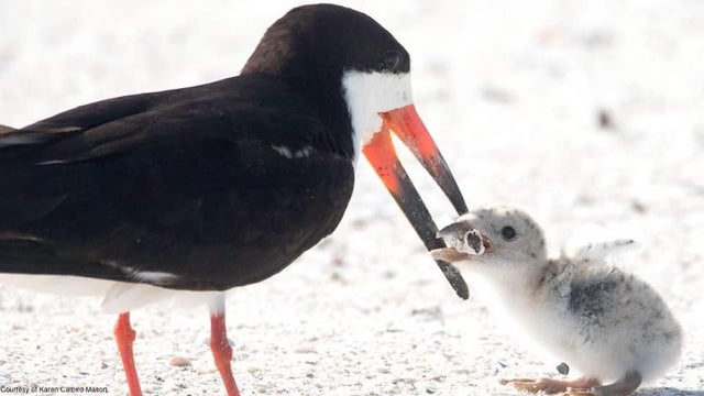 Mãe pássaro alimenta seu filhote com uma bituca de cigarro. A imagem símbolo da nossa poluição