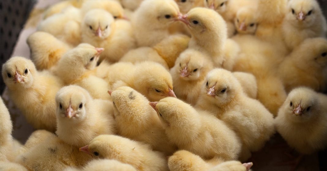 Suíça proíbe a indústria de ovos de moer pintinhos vivos