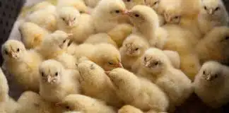 Suíça proíbe a indústria de ovos de moer pintinhos vivos