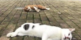 Coronavírus: cães e gatos estão sendo jogados pelas janelas ou abandonados na China por notícias falsas