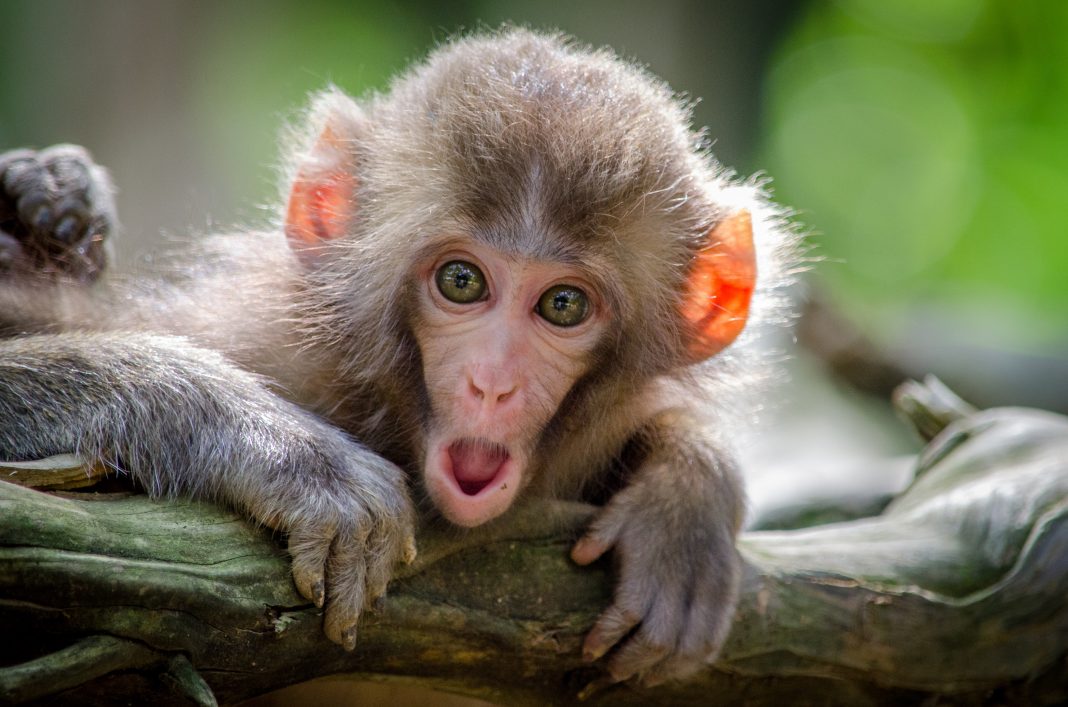 Macacos de laboratório foram infectados com um coronavírus letal, enquanto os cientistas trabalham para encontrar uma vacina