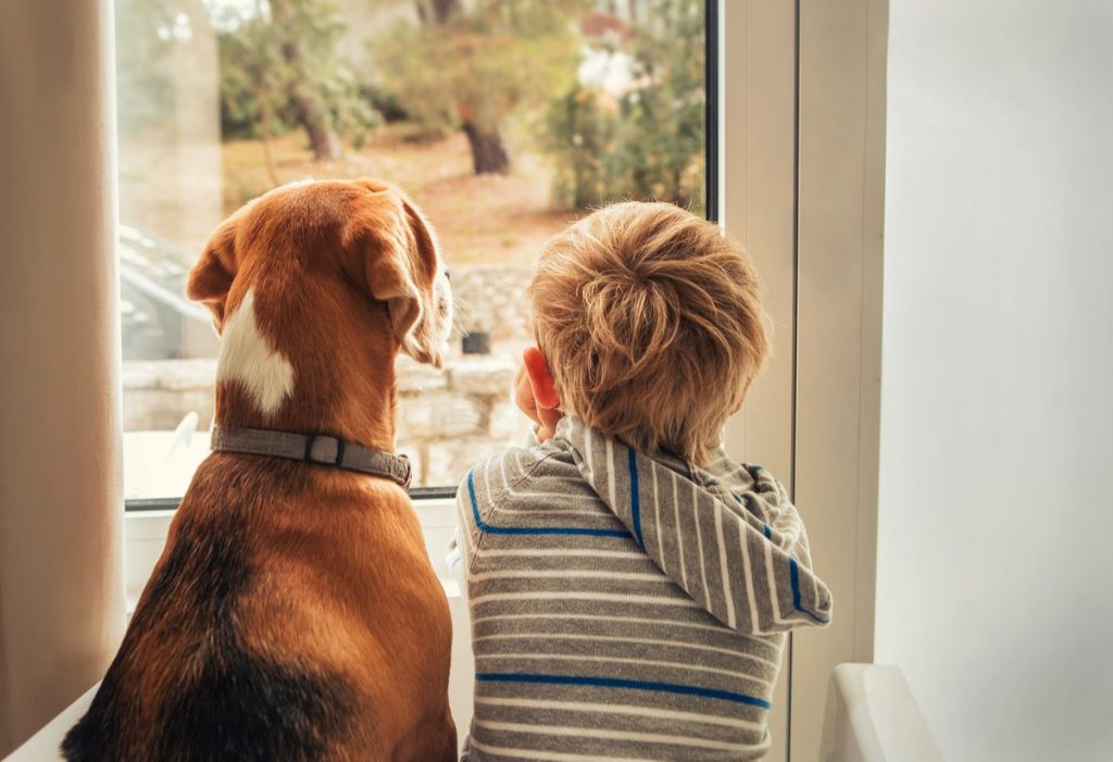 pensarcontemporaneo.com - 7 grandes razões pelas quais os cães realmente são o melhor amigo do homem