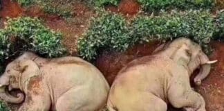 Plantações de chá desertas, os elefantes fazem uma “festa” e adormecem “bêbados”