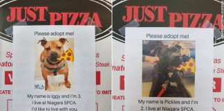 Pizzaria anexa fotos de cães a caixas para ajudá-los a encontrar uma família
