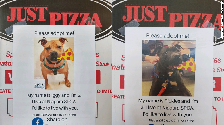 Pizzaria anexa fotos de cães a caixas para ajudá-los a encontrar uma família