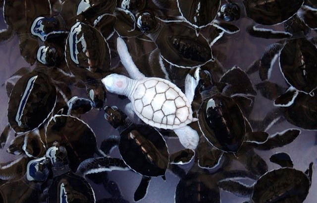 pensarcontemporaneo.com - Esta tartaruga albina é absolutamente deslumbrante