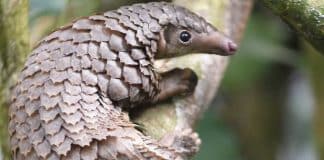 China proíbe permanentemente o consumo de animais selvagens