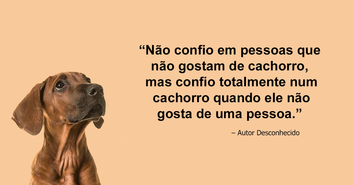 No Ângulo! O melhor amigo do homem não é o cão: conheça o SoFIFA